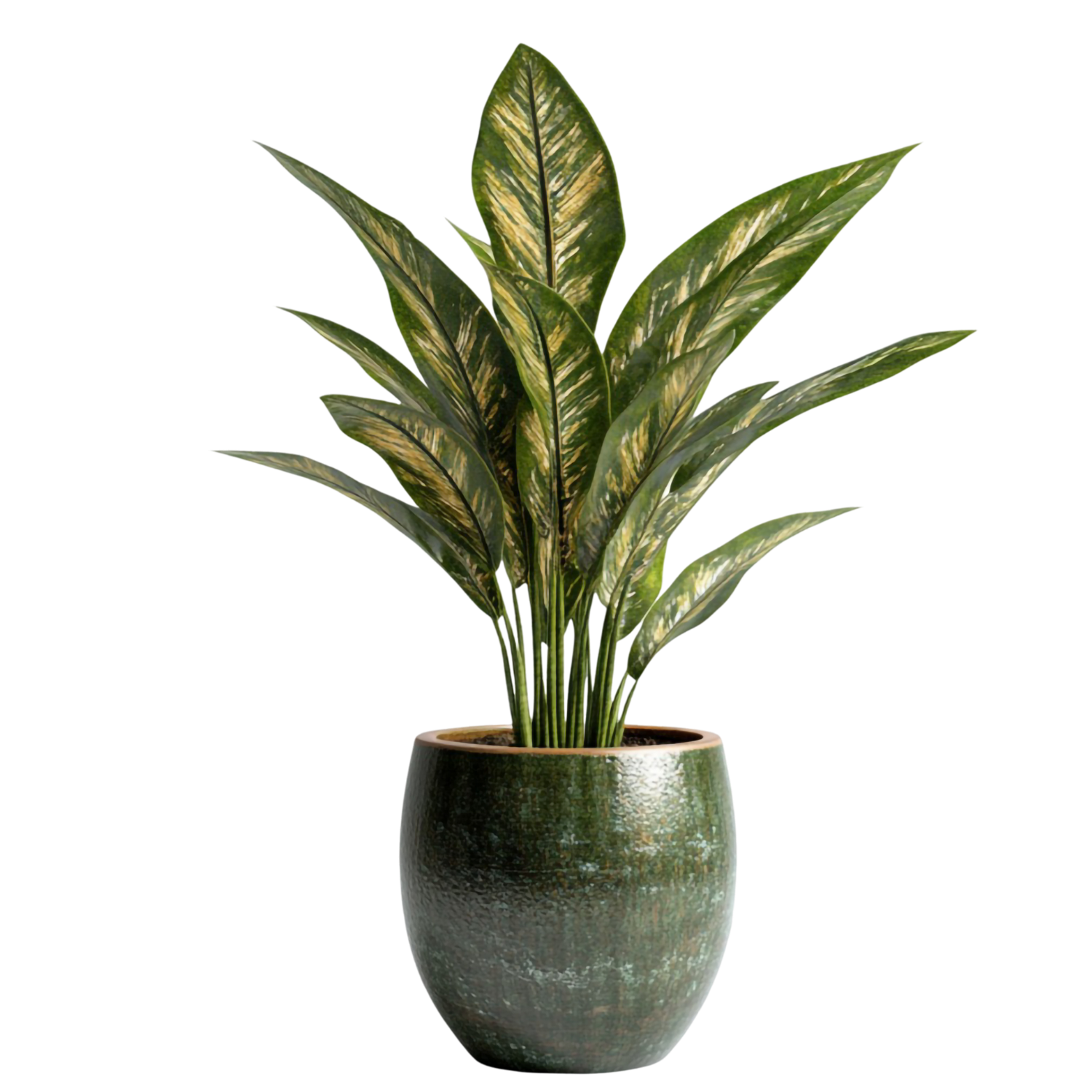 Decoration Plants