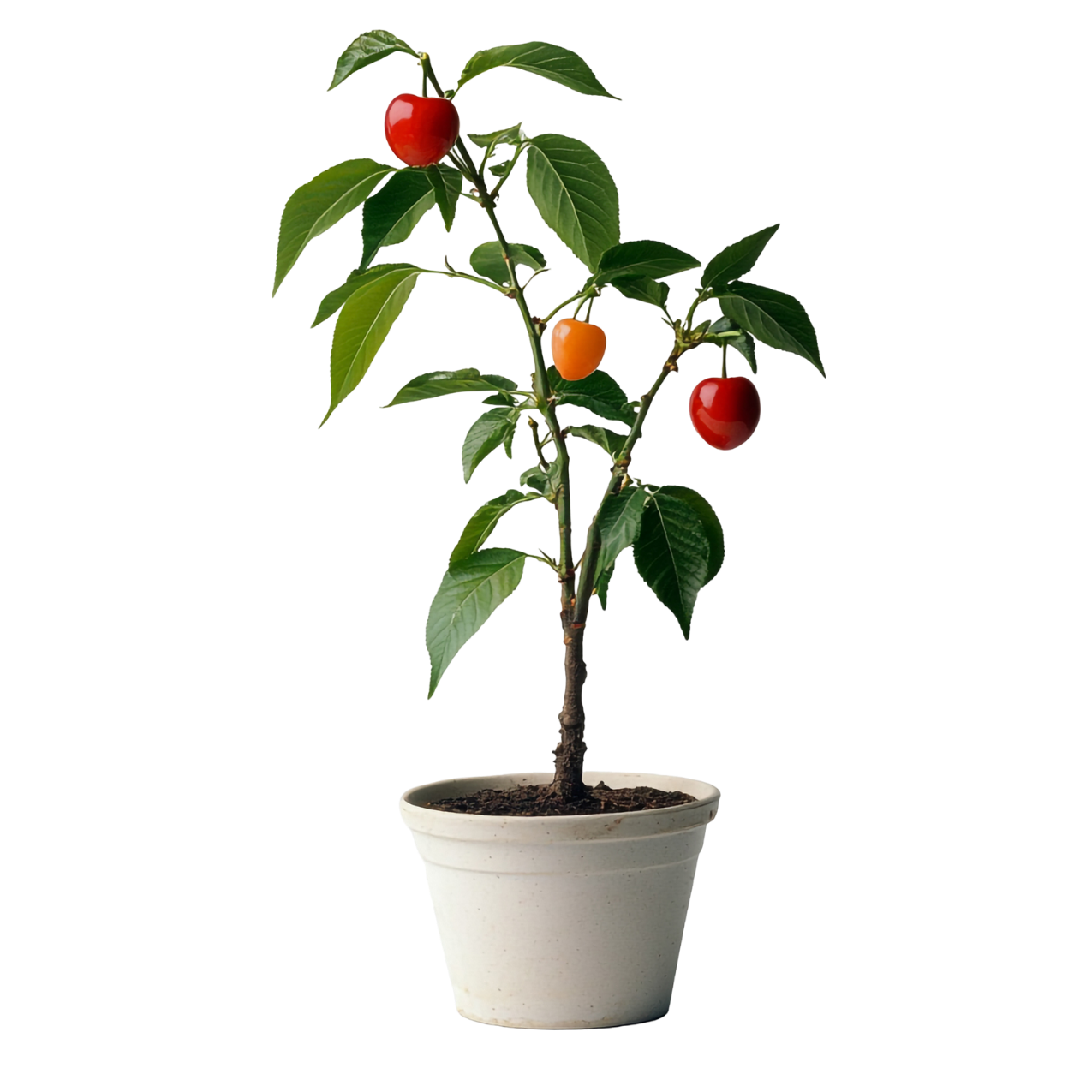 Fruit Plants