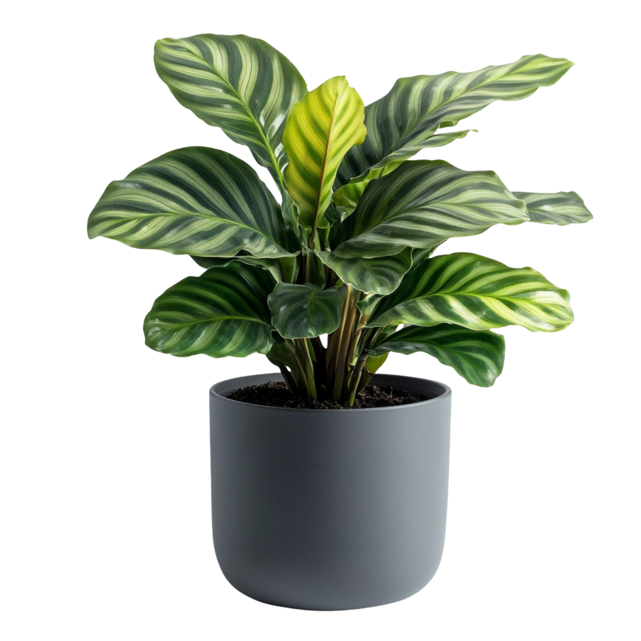 Indoor Plants