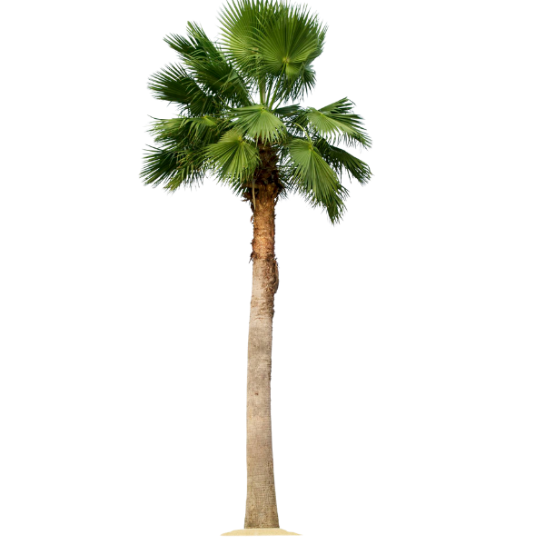 Palm Varieties