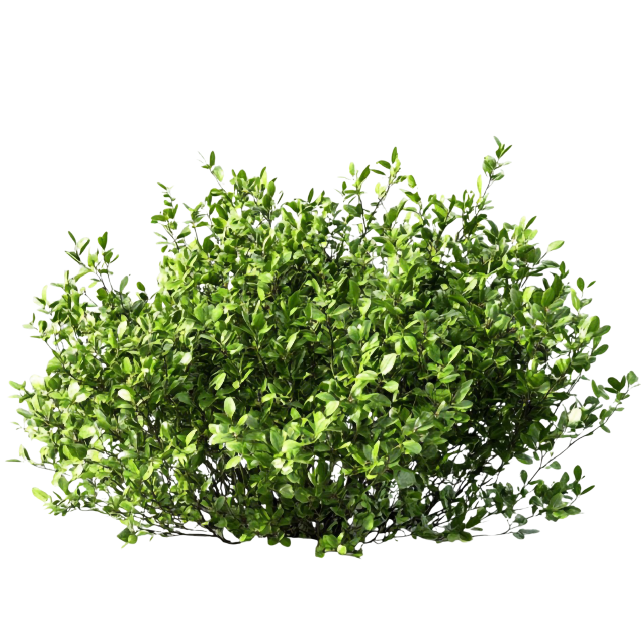 Shrubs