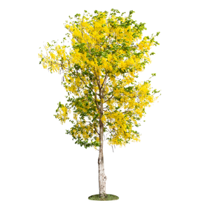 Cassia Fistula