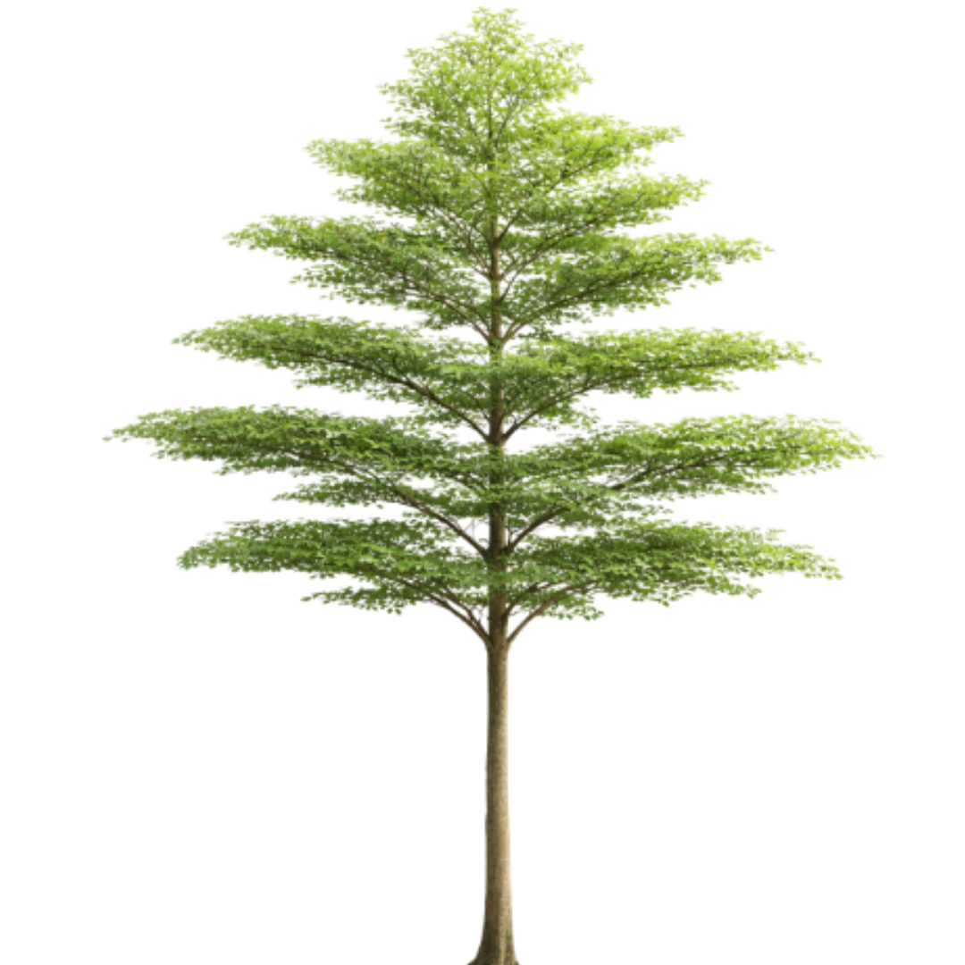 Terminalia