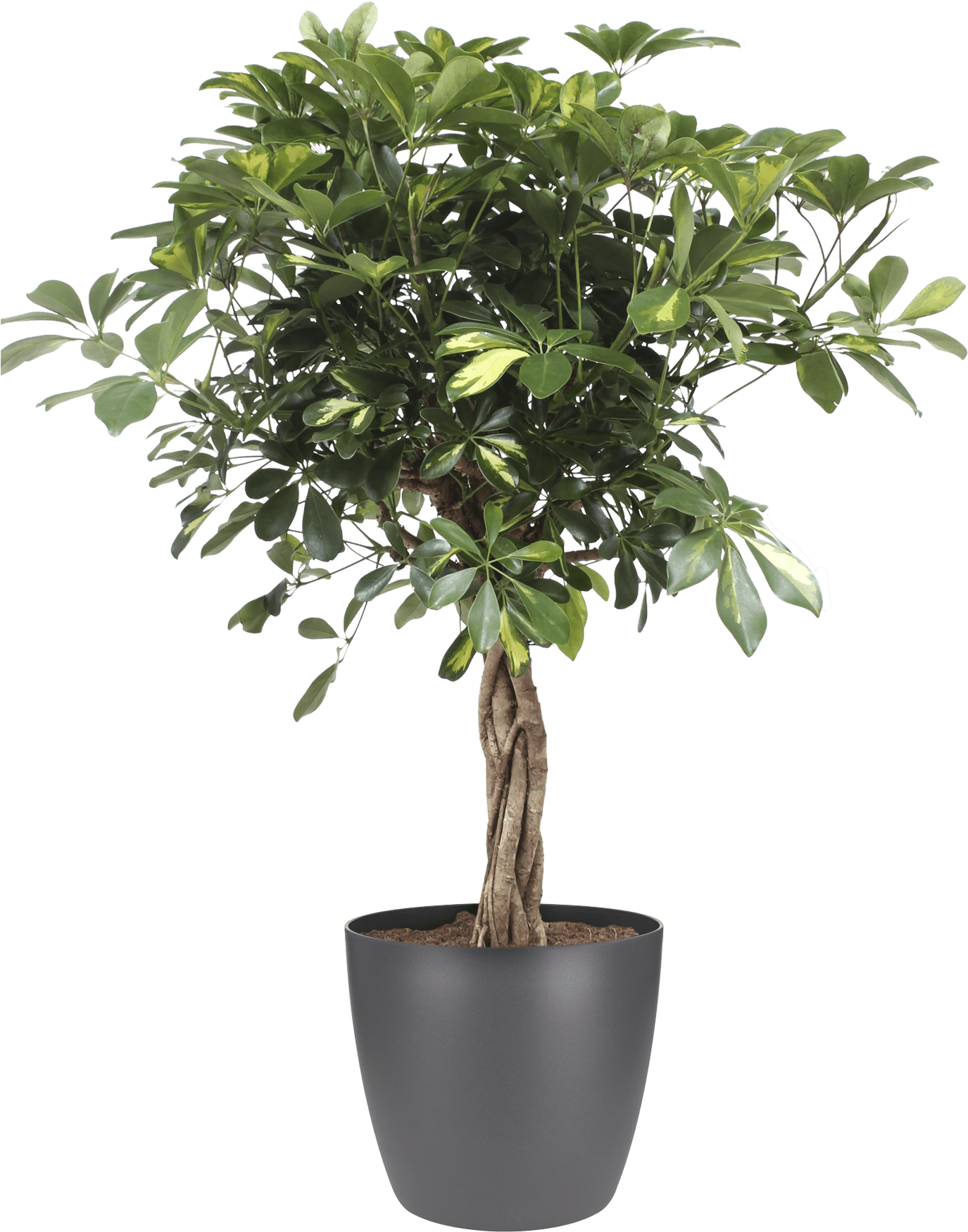 High Grown Trees